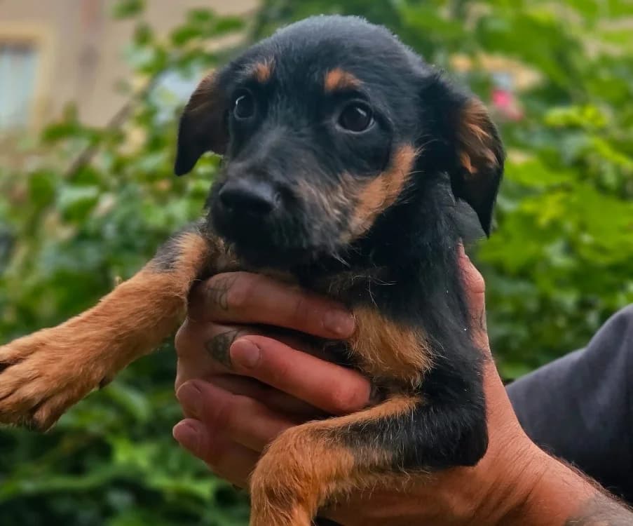 WICK, male Mixed Breed for adoption at Gerhard Cramer), Arry