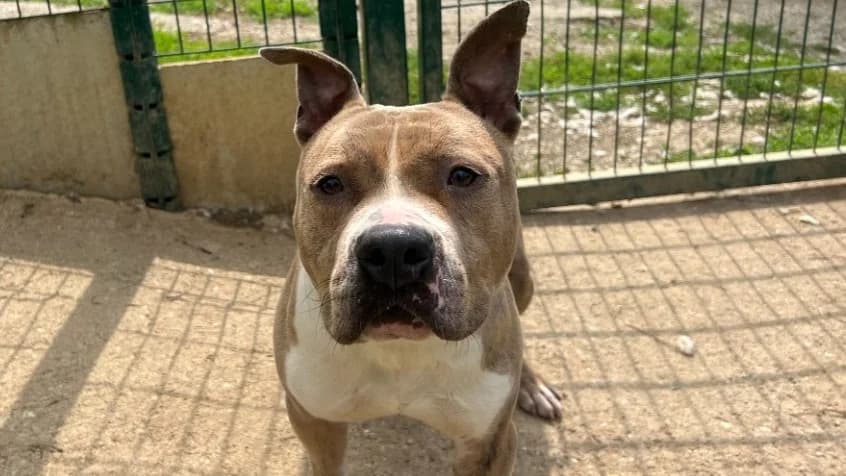 MILO, male 6yo mixed breed for adoption at Gerhard Cramer), Arry