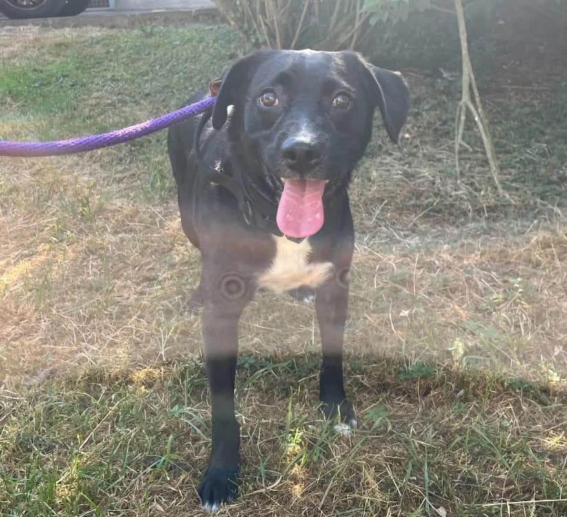 Dobby, male young mixed breed for adoption at Gerhard Cramer), Arry