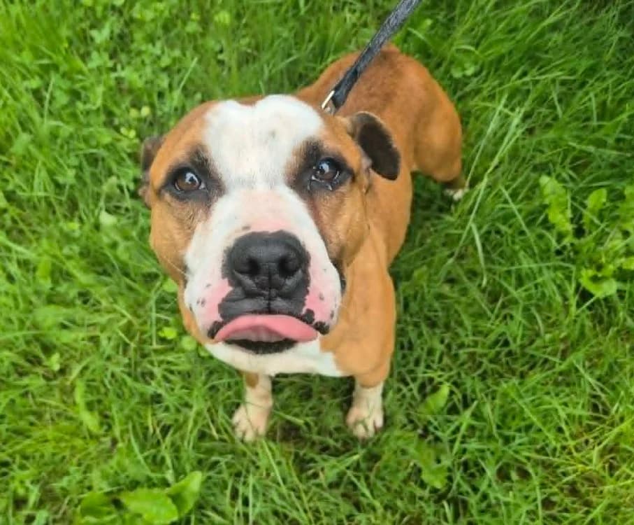 POWER, male 6yo American Staffordshire Terrier for adoption at Gerhard Cramer), Arry