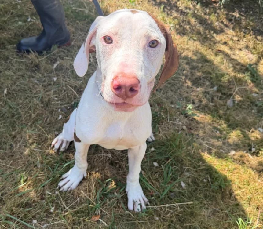 HERMES, male Mixed Breed for adoption at Gerhard Cramer), Arry