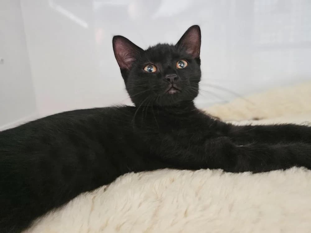 Céleste, female Mixed Breed for adoption at Gerhard Cramer), Arry