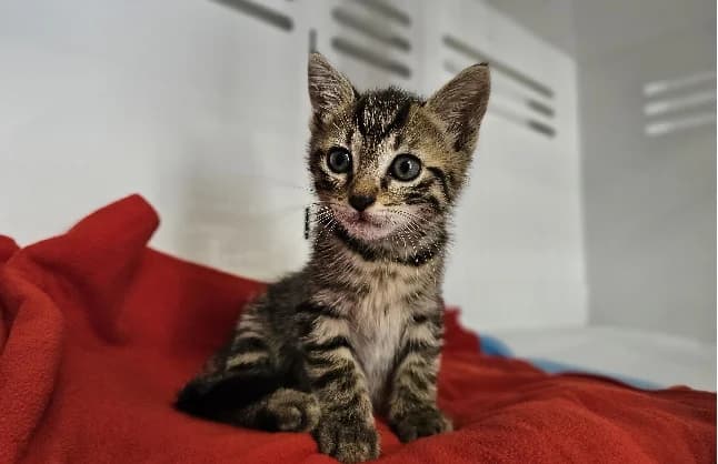 LUCIFER, male Mixed Breed for adoption at Gerhard Cramer), Arry