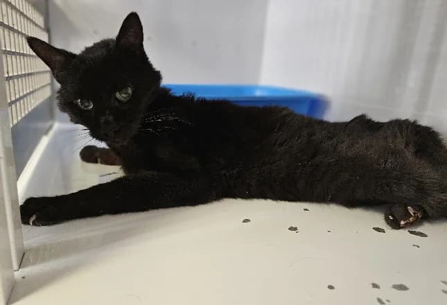 Tenebro, male senior Mixed Breed for adoption at Gerhard Cramer), Arry