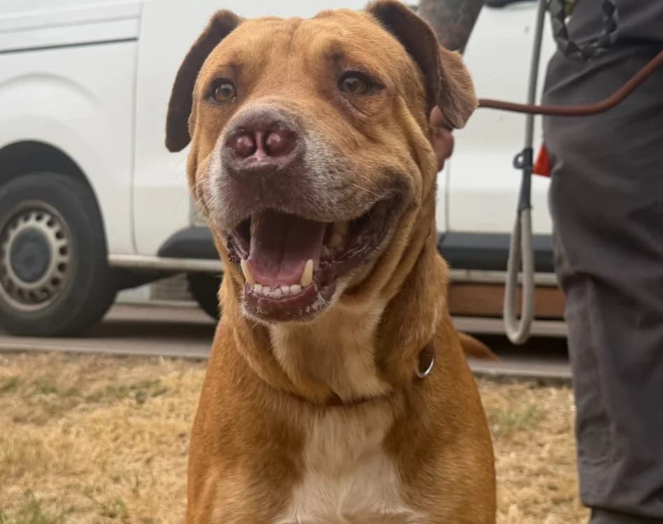 VAYANT, male 5yo Mixed Breed for adoption at Gerhard Cramer), Arry