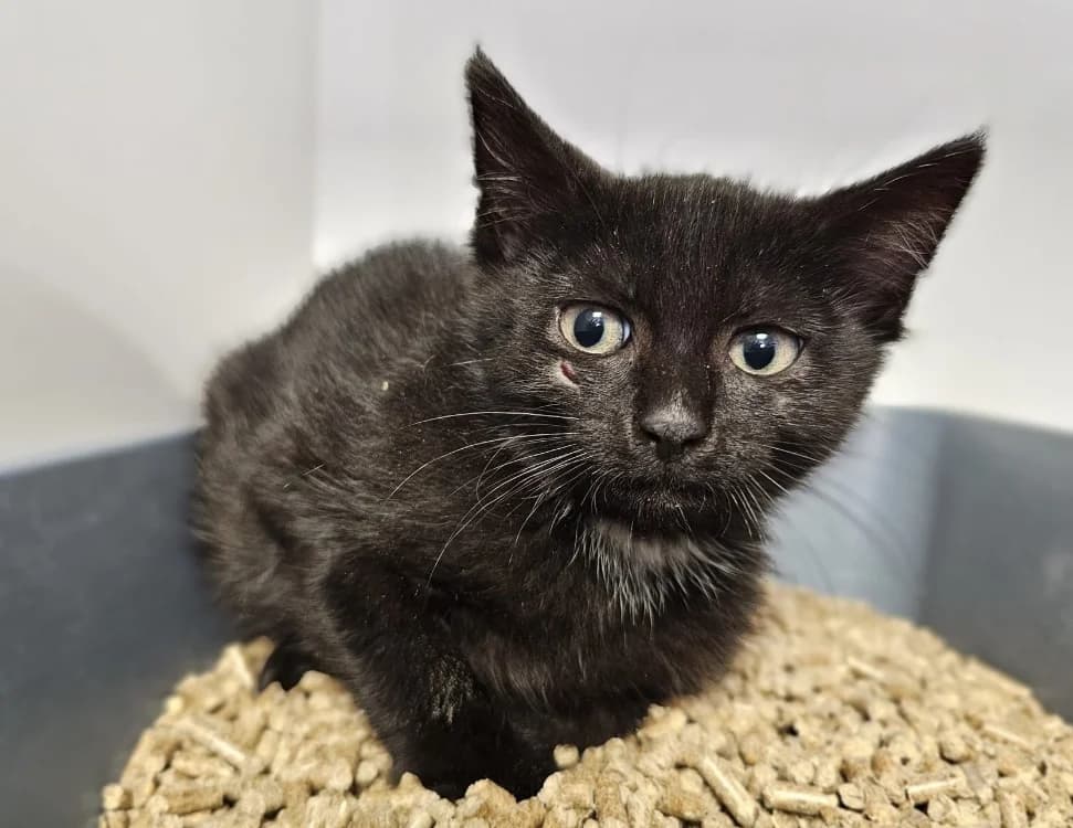 TINKY, male Mixed Breed for adoption at Gerhard Cramer), Arry
