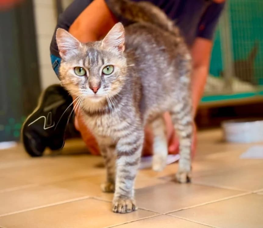 LUTTI, female 5yo Mixed Breed for adoption at Gerhard Cramer), Arry