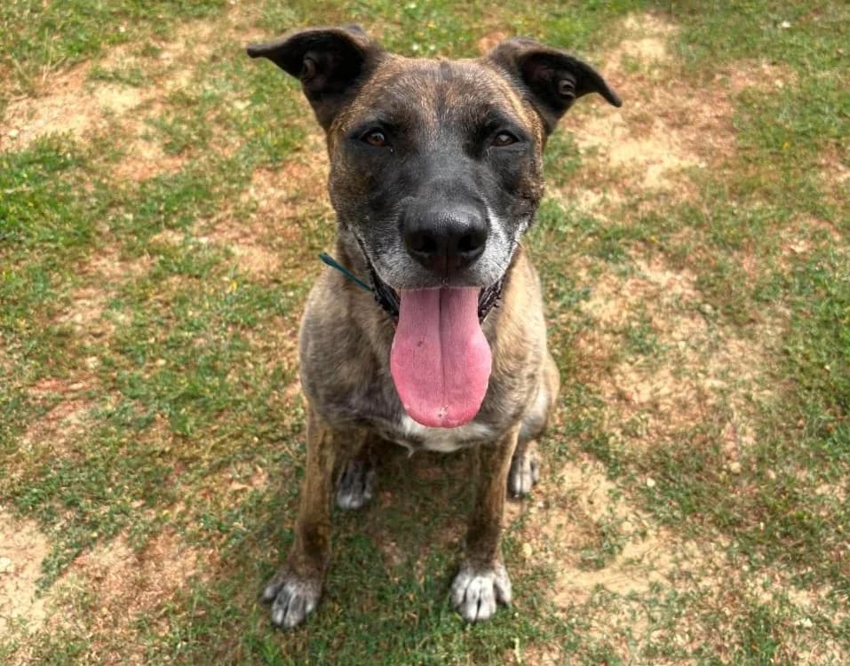 ZEUS, male 7yo mixed breed for adoption at Gerhard Cramer), Arry