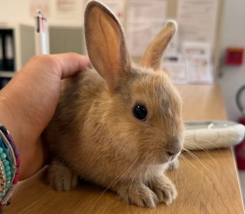 VESPER, female Mixed Breed for adoption at Gerhard Cramer), Arry