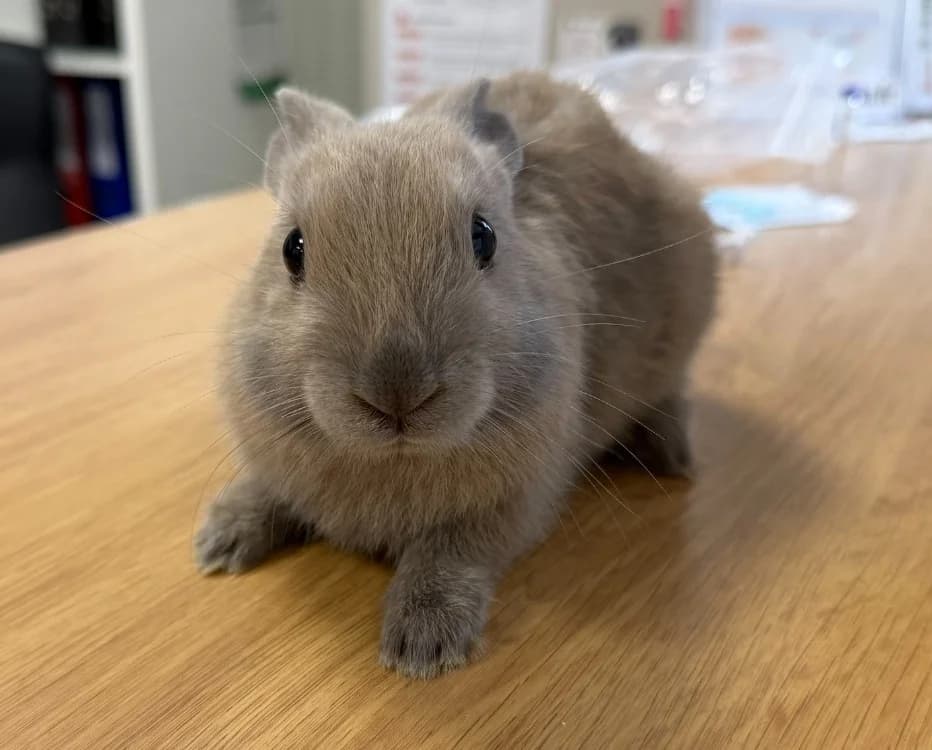 NORI, male Mixed Breed for adoption at Gerhard Cramer), Arry