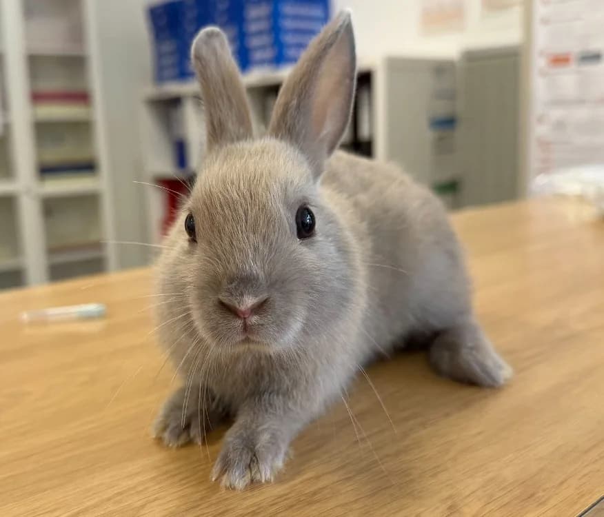 PIKO, male Mixed Breed for adoption at Gerhard Cramer), Arry