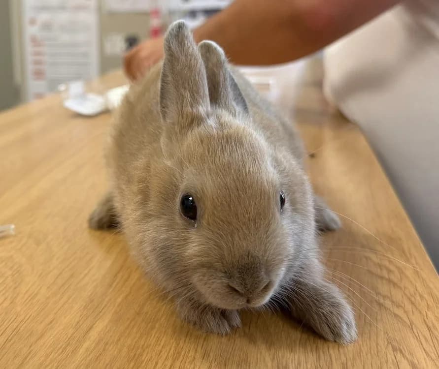 TOFU, female mixed breed for adoption at Gerhard Cramer), Arry