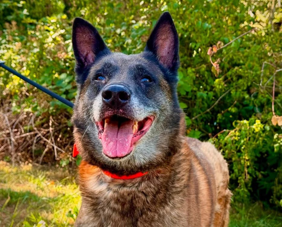 NARCOS, male senior Belgian Malinois for adoption at Gerhard Cramer), Arry