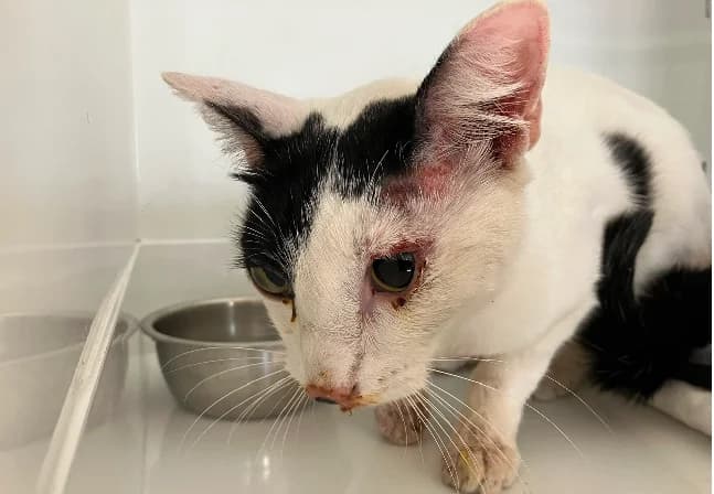 SURVIVOR, male 6yo Mixed Breed for adoption at Gerhard Cramer), Arry