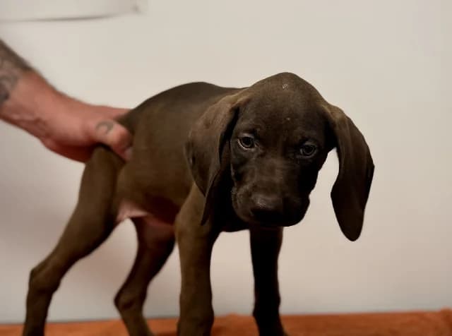 Simplette, female German Shorthaired Pointer for adoption at Gerhard Cramer), Arry