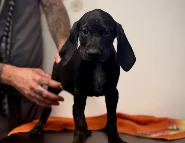 Joyeuse, female German Shorthaired Pointer for adoption at Gerhard Cramer), Arry