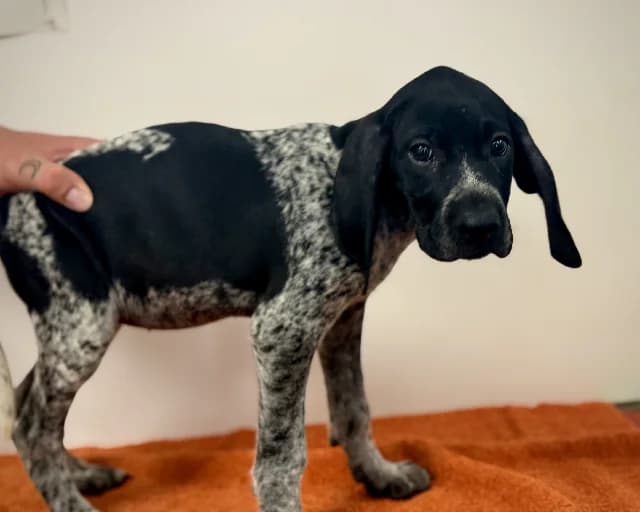 Timide, female German Shorthaired Pointer for adoption at Gerhard Cramer), Arry