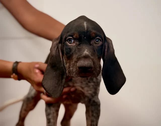 Grincheuse, female German Shorthaired Pointer for adoption at Gerhard Cramer), Arry