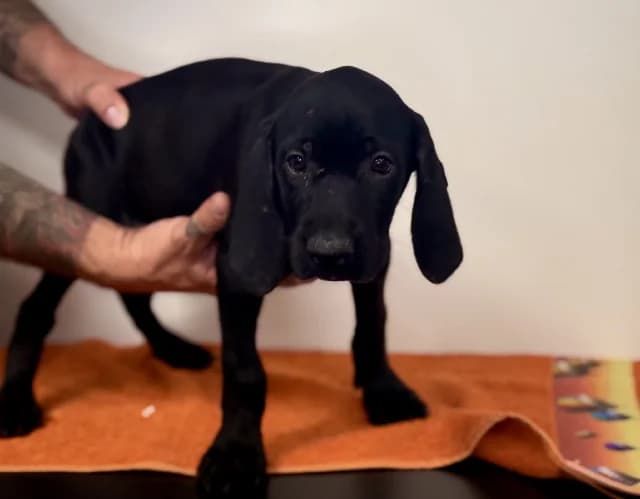 Dormeuse, female German Shorthaired Pointer for adoption at Gerhard Cramer), Arry