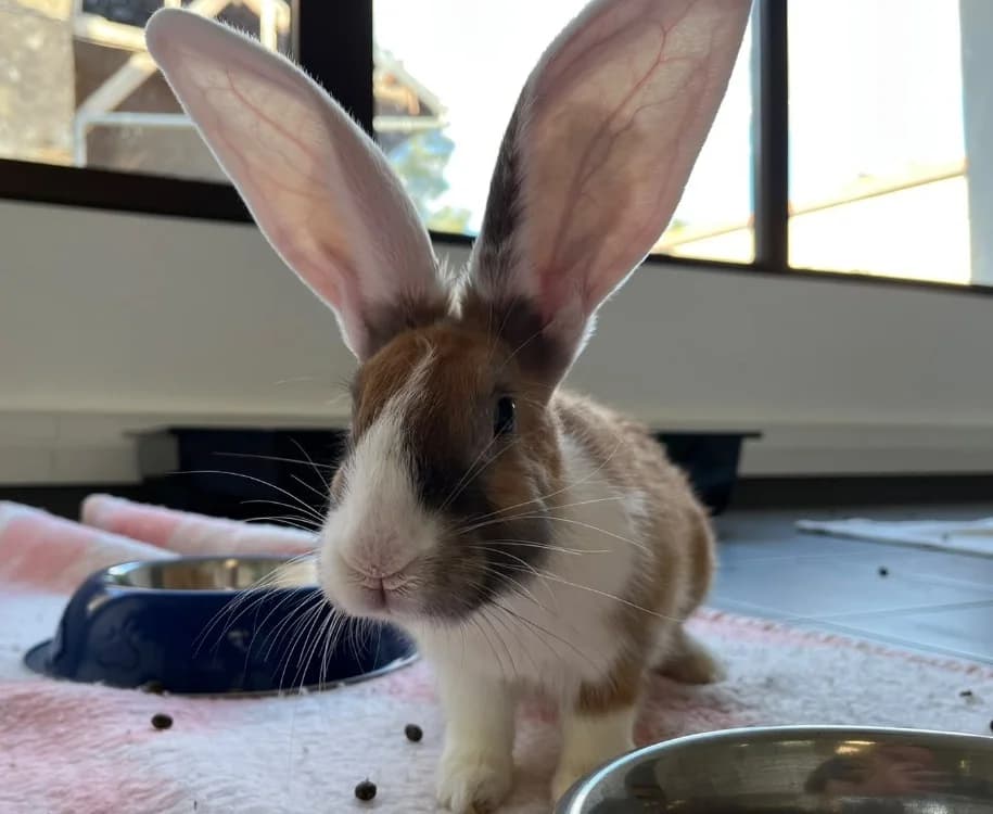 CAWOTTE, male Mixed Breed for adoption at Gerhard Cramer), Arry