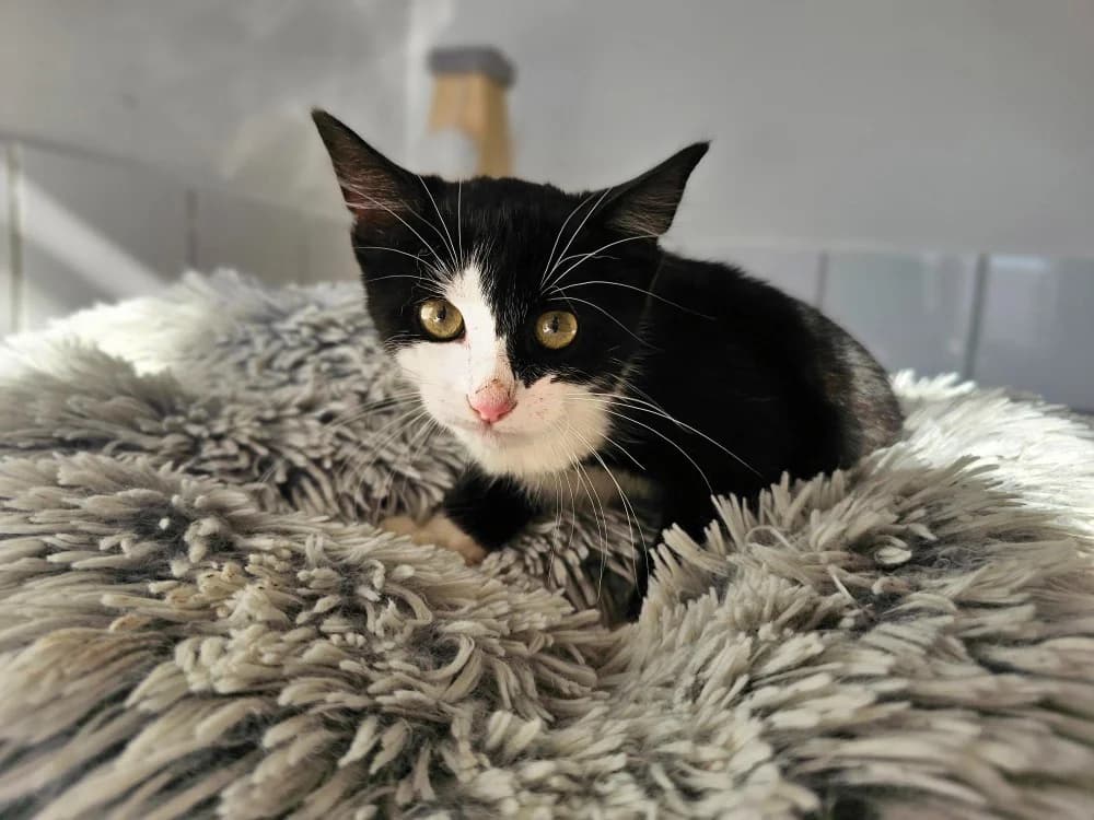 Bueno, male Mixed Breed for adoption at Gerhard Cramer), Arry