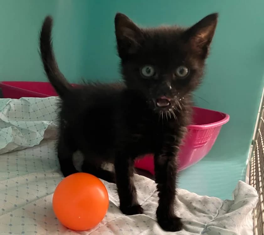 PUMA, male Mixed Breed for adoption at Gerhard Cramer), Arry