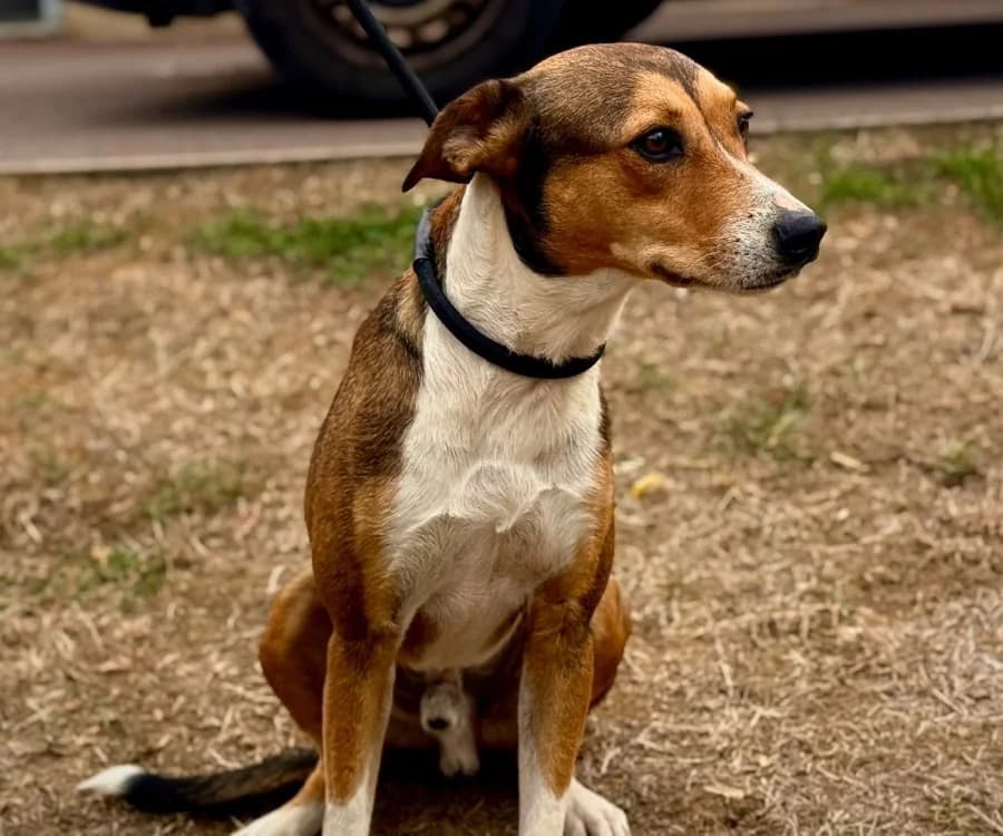 MILOU, male 3yo mixed breed for adoption at Gerhard Cramer), Arry