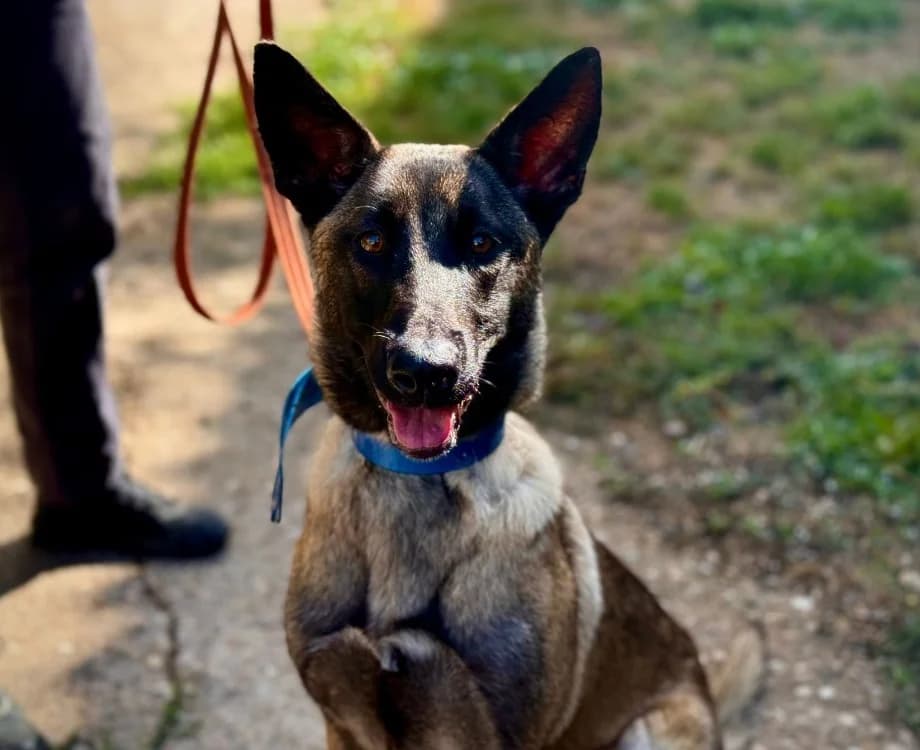 PINK, female Belgian Malinois for adoption at Gerhard Cramer), Arry
