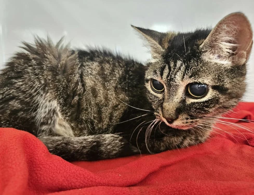 GRISETTE, female senior mixed breed for adoption at Gerhard Cramer), Arry