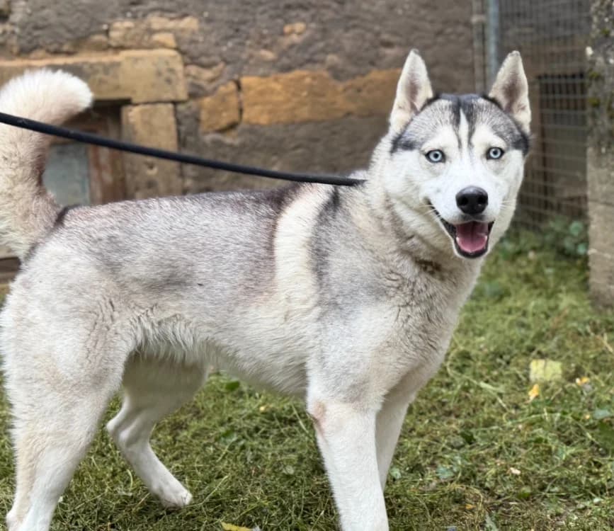 VICKY, female young Husky for adoption at Gerhard Cramer), Arry