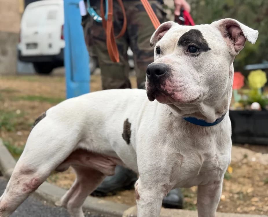 CASPER, male 5yo mixed breed for adoption at Gerhard Cramer), Arry