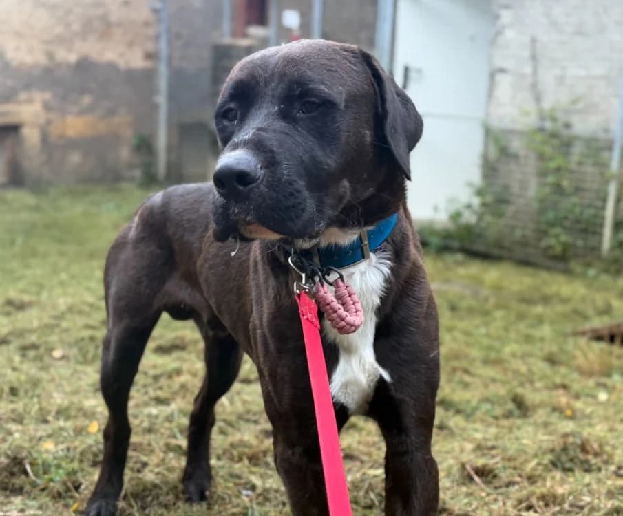 COCA, male 3yo Labrador Retriever for adoption at Gerhard Cramer), Arry