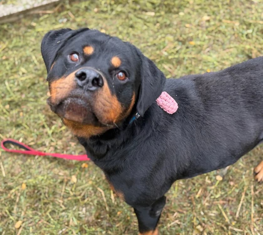 HERVE, male 4yo Rottweiler for adoption at Gerhard Cramer), Arry