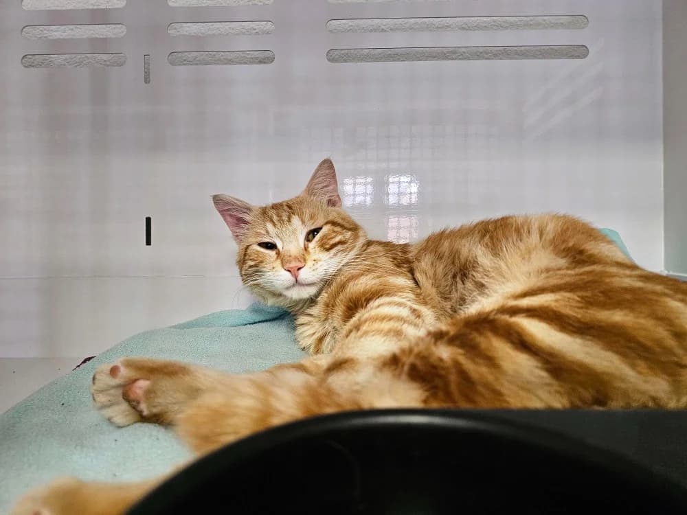 TRUMP, male 3yo Mixed Breed for adoption at Gerhard Cramer), Arry