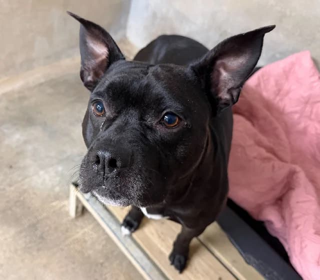 Tyson, male Staffordshire Bull Terrier for adoption at Gerhard Cramer), Arry