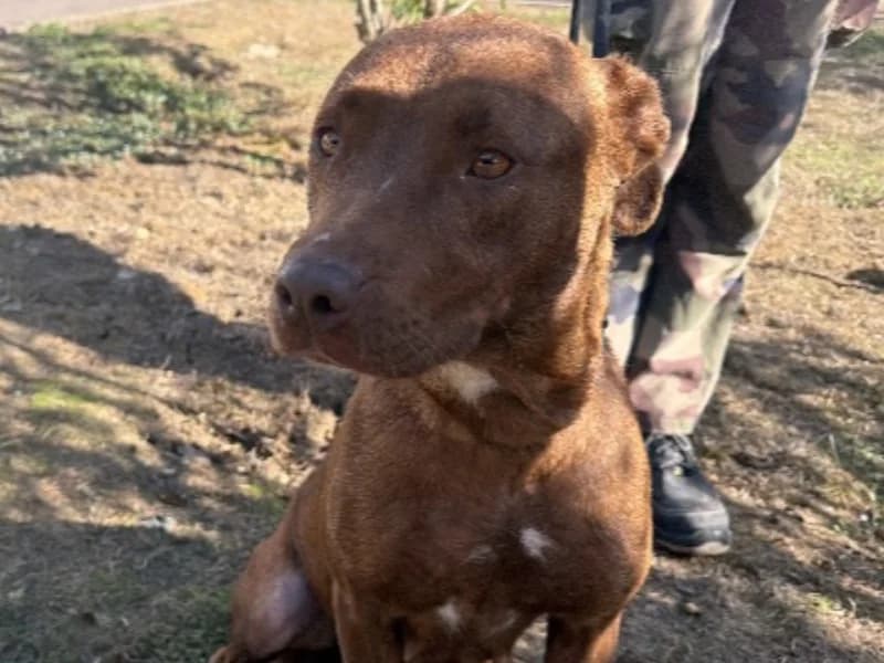 SITA, female 3yo Mixed Breed for adoption at Gerhard Cramer), Arry