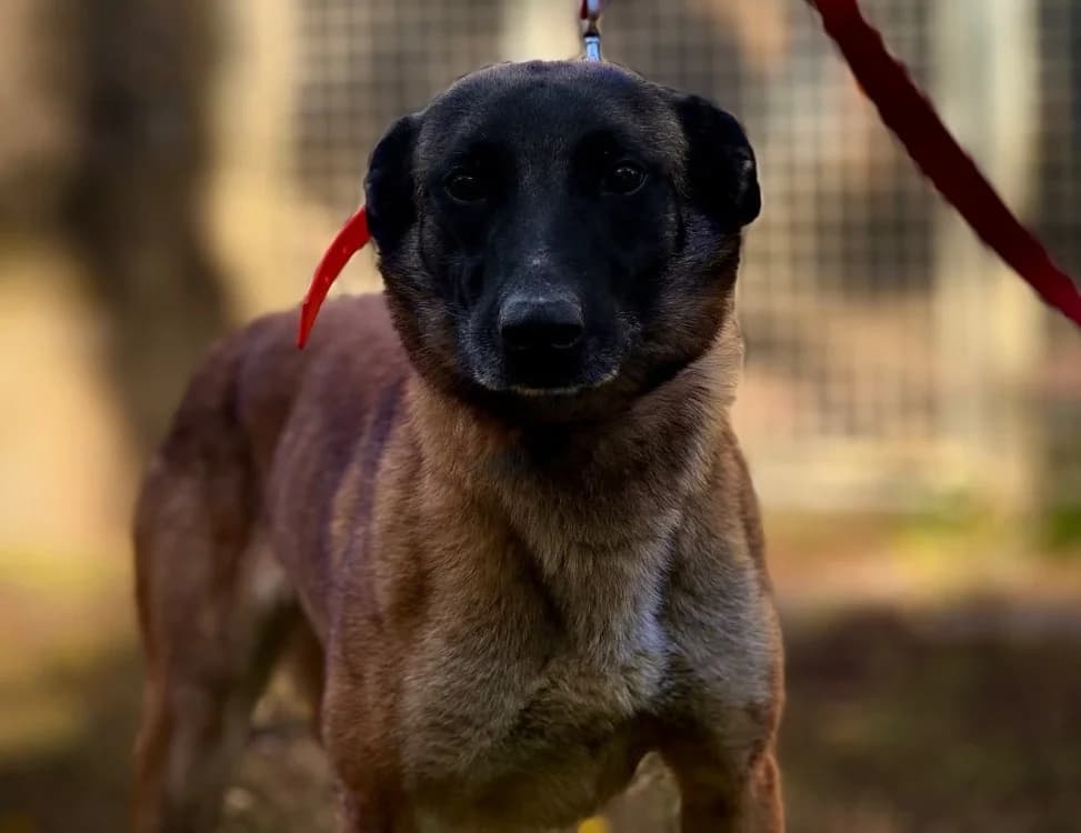 SIMBA, female 4yo Belgian Malinois for adoption at Gerhard Cramer), Arry