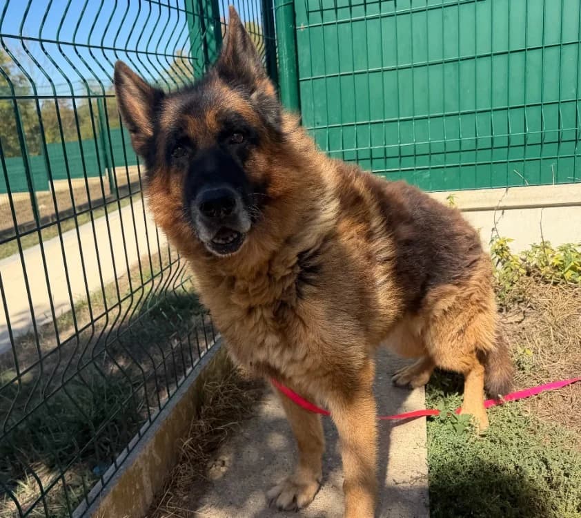 MURPHY, male senior German Shepherd for adoption at Gerhard Cramer), Arry