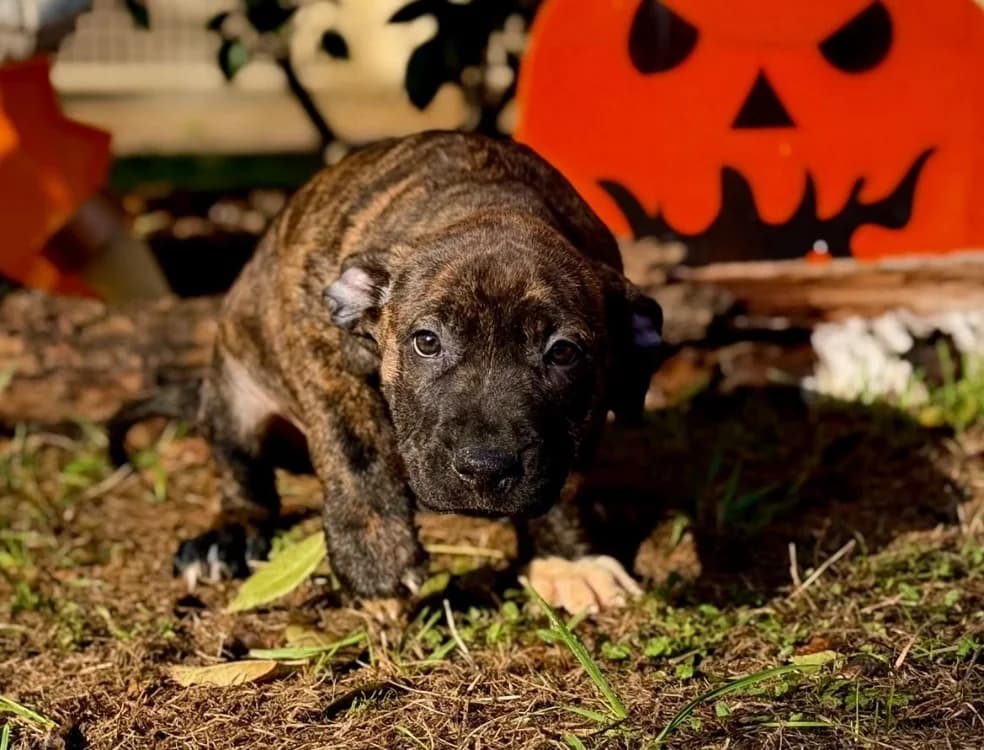 CRUNCH, female puppy mixed breed for adoption at Gerhard Cramer), Arry