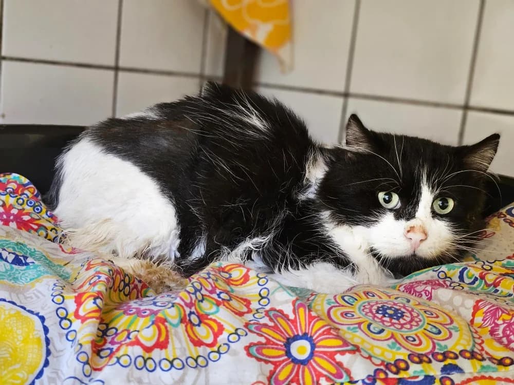 Lucky, male 5yo Mixed Breed for adoption at Gerhard Cramer), Arry