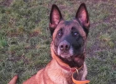 TALIA, female 4yo Belgian Malinois for adoption at SPA de Basse-Normandie, Verson