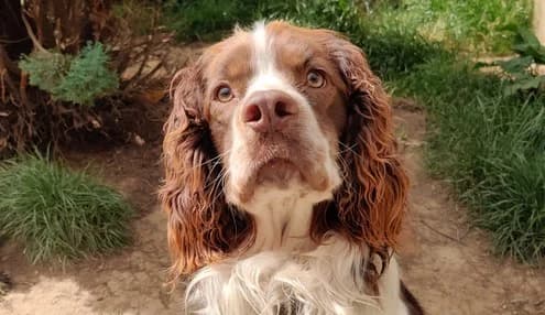 VANERH, male young mixed breed for adoption at SPA de Basse-Normandie, Verson