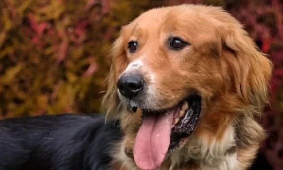 LORD, male 3yo Mixed Breed for adoption at SPA de Basse-Normandie, Verson