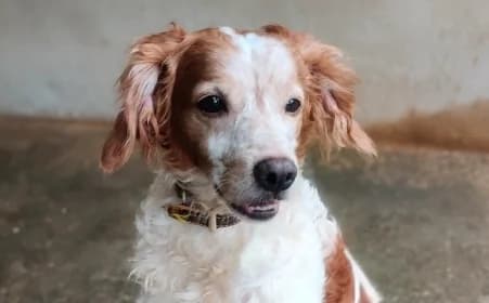 DINGO, male senior Mixed Breed for adoption at SPA de Basse-Normandie, Verson