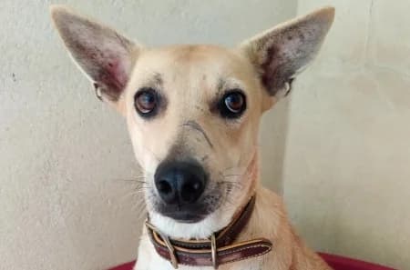 OCΓANE, female young mixed breed for adoption at SPA de Basse-Normandie, Verson