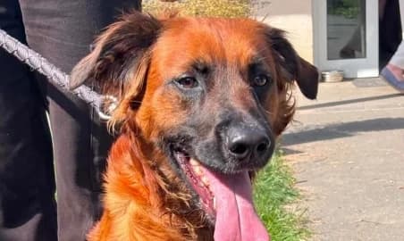 VOLTI – Réservé, male young Mixed Breed for adoption at SPA de Basse-Normandie, Verson