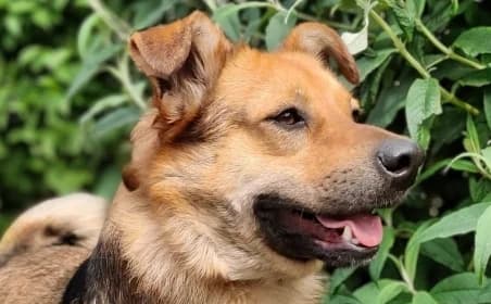 KARAT – Réservé, male young mixed breed for adoption at SPA de Basse-Normandie, Verson