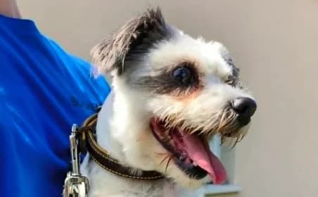 CHOUPETTE, female senior Mixed Breed for adoption at SPA de Basse-Normandie, Verson