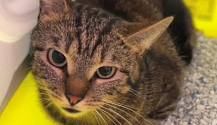 SOREN, male young European Shorthair for adoption at SPA de Basse-Normandie, Verson