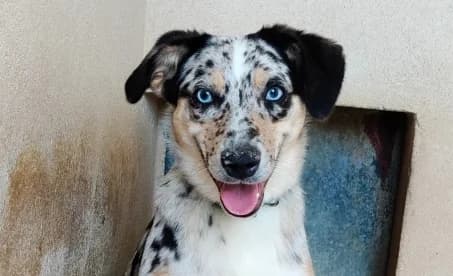 BLUMY, female puppy Australian Shepherd for adoption at SPA de Basse-Normandie, Verson